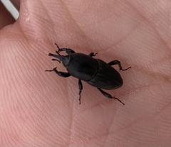 Sphenophorus necydaloides