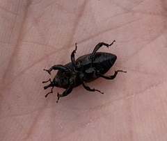 Sphenophorus necydaloides