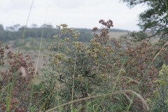 Berkheya bipinnatifida