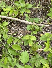 Erynnis juvenalis juvenalis