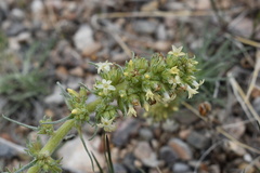 Ipomopsis spicata spicata