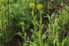 Senecio napifolius