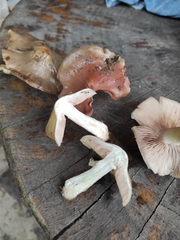 Entoloma clypeatum