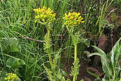 Senecio napifolius