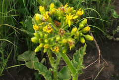 Senecio napifolius