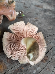 Entoloma clypeatum