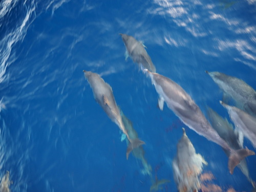 photo of Atlantic Spotted Dolphin (Stenella frontalis)