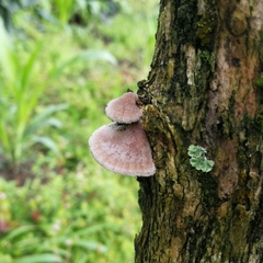 Schizophyllineae