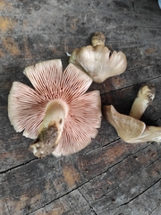 Entoloma clypeatum