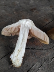 Entoloma clypeatum