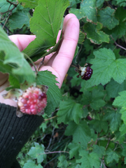 Rubus neomexicanus