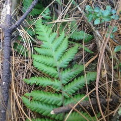 Dryopteris pseudofilix-mas