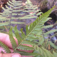 Dryopteris pseudofilix-mas