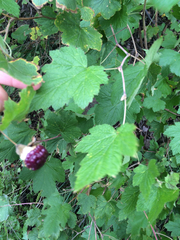 Rubus neomexicanus