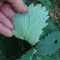 Packera sanguisorbae