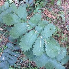 Packera sanguisorbae