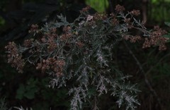 Berkheya bipinnatifida