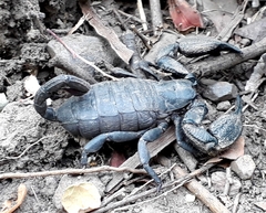 Opisthacanthus capensis