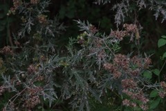 Berkheya bipinnatifida