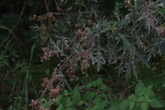 Berkheya bipinnatifida