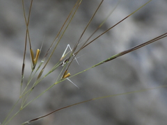 Stipa juncea