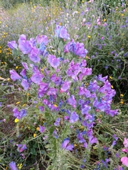 Echium plantagineum