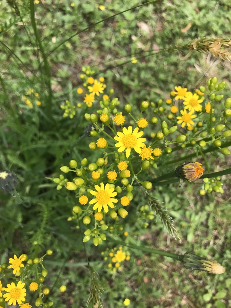 Small's ragwort from Dogwood Forest Dr, Gloucester, VA, US on May 14 ...