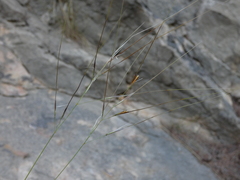 Stipa juncea
