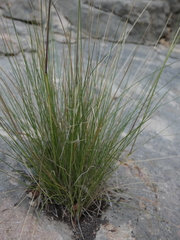 Stipa juncea