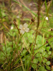 Epilobium brunnescens