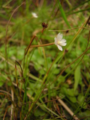 Epilobium brunnescens