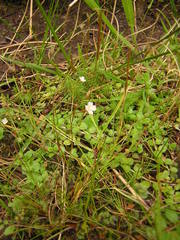 Epilobium brunnescens