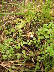 Epilobium brunnescens