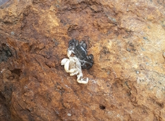 Pinnotherelia laevigata