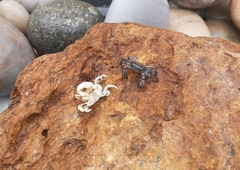 Pinnotherelia laevigata