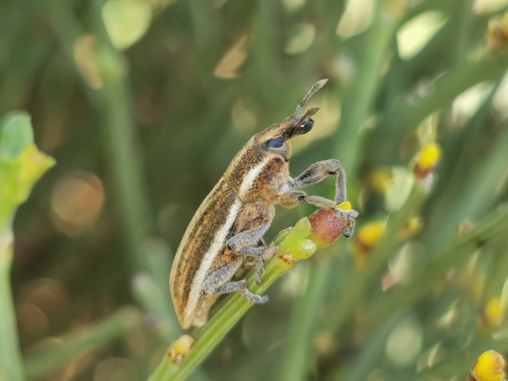 Lixoglyptus spartii