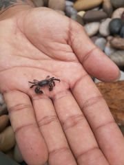 Pinnotherelia laevigata