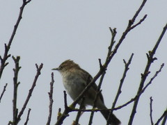 Cisticola juncidis