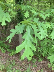 Quercus alba