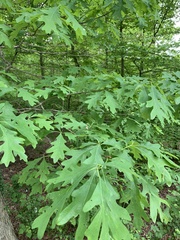 Quercus alba