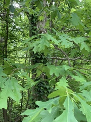 Quercus alba