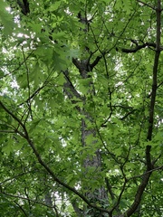 Quercus alba