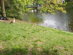 Alopochen aegyptiaca