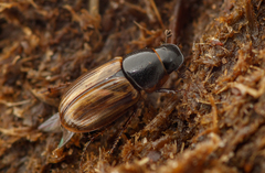 Melinopterus prodromus