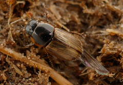 Melinopterus sphacelatus