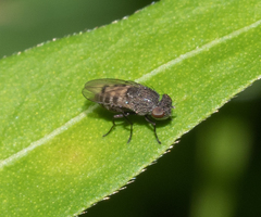 Paralimna punctipennis