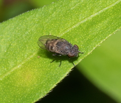 Paralimna punctipennis