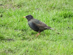 Sturnus vulgaris