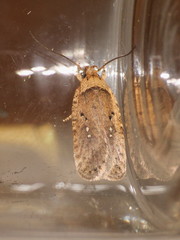 Agonopterix capreolella