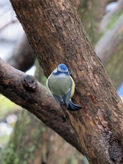 Cyanistes caeruleus